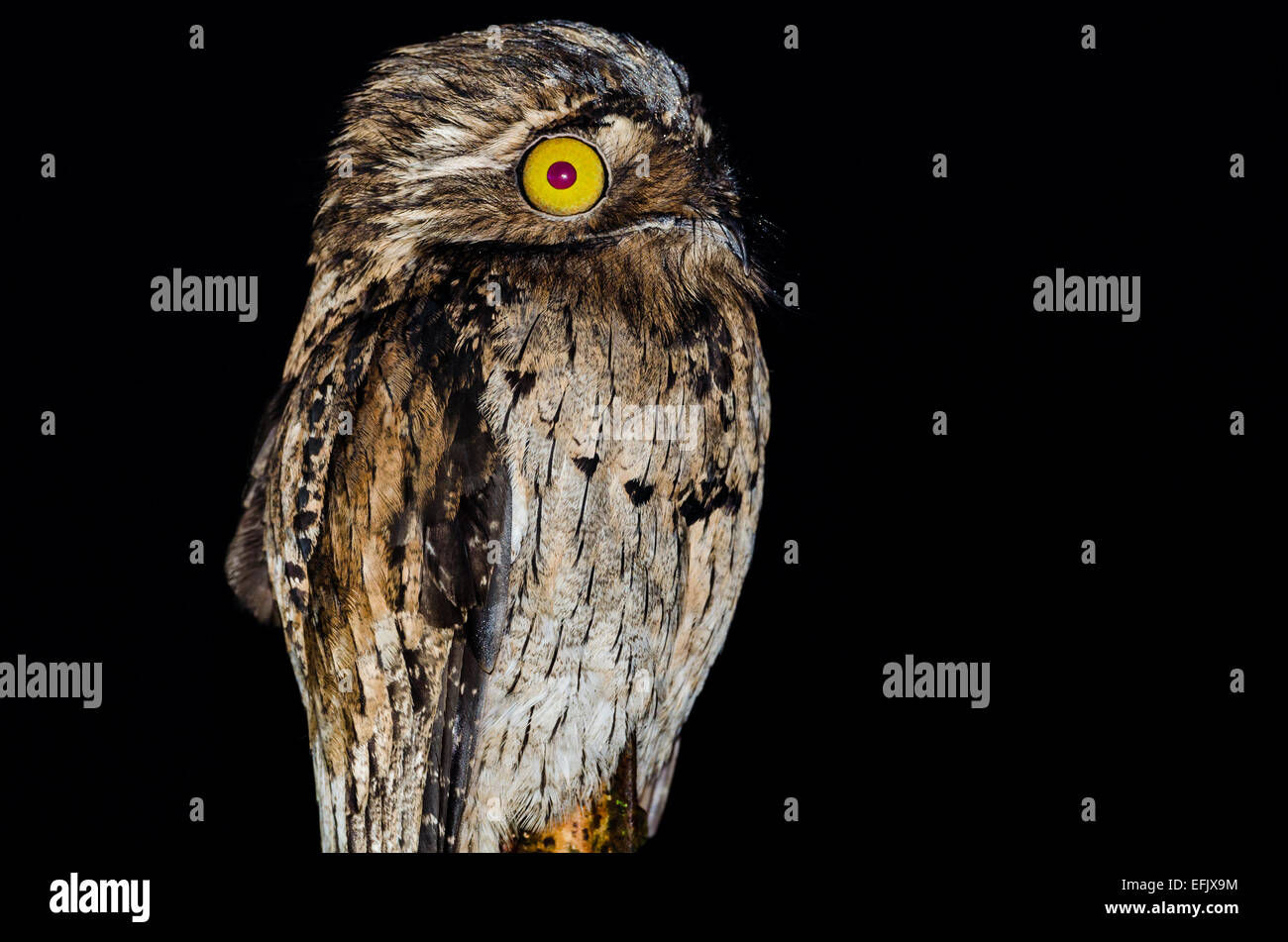 A Northern Potoo (Nyctibius jamaicensis) at night. Belize, Central America. Stock Photo