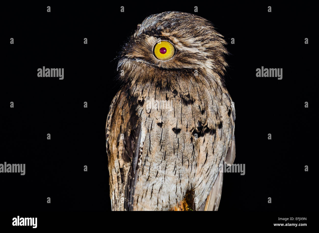 A Northern Potoo (Nyctibius jamaicensis) at night. Belize, Central America. Stock Photo