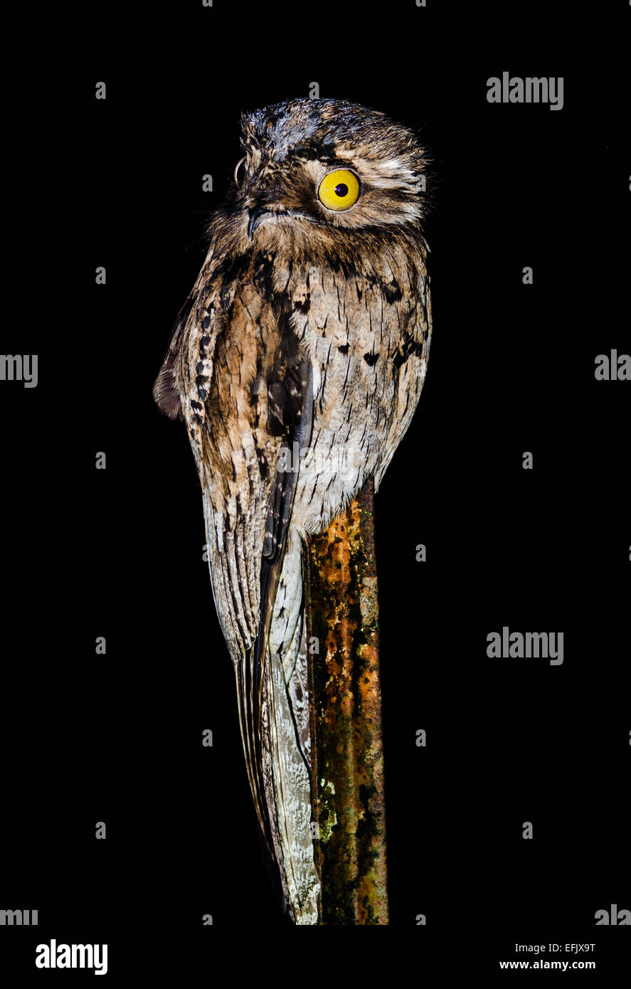 A Northern Potoo (Nyctibius jamaicensis) perched on a fence post at night. Belize, Central America. Stock Photo