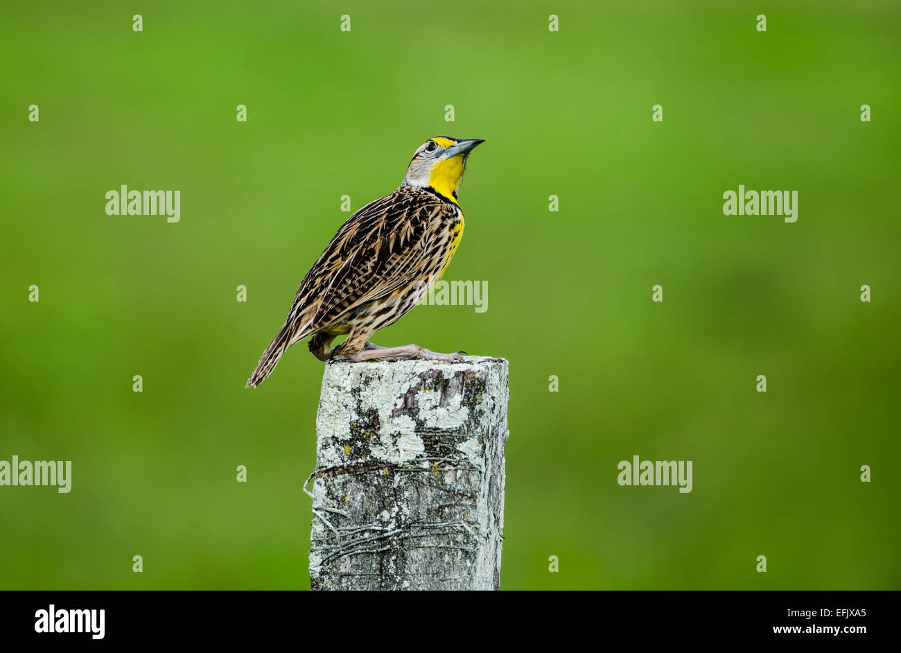 An Eastern Meadowlark (Sturnella magna) perched on a wooden post. Belize, Central America. Stock Photo