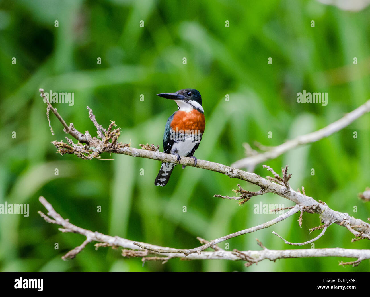 An Amazon Kingfisher (Chloroceryle amazona) perched on a branch. Belize, Central America. Stock Photo