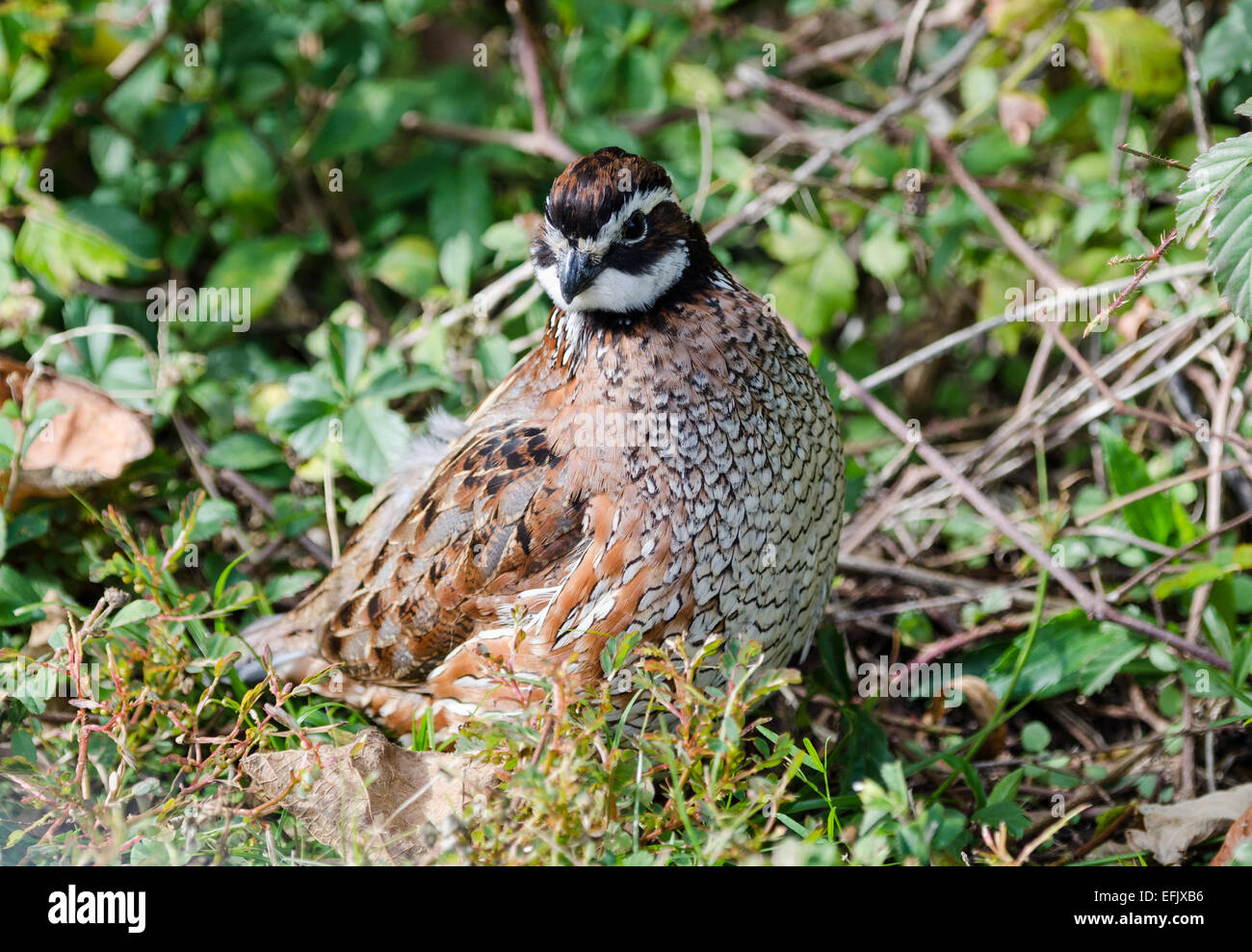 A male Northern Bobwhite Quail (Colinus virginianus) in the bushes. Texas, USA. Stock Photo