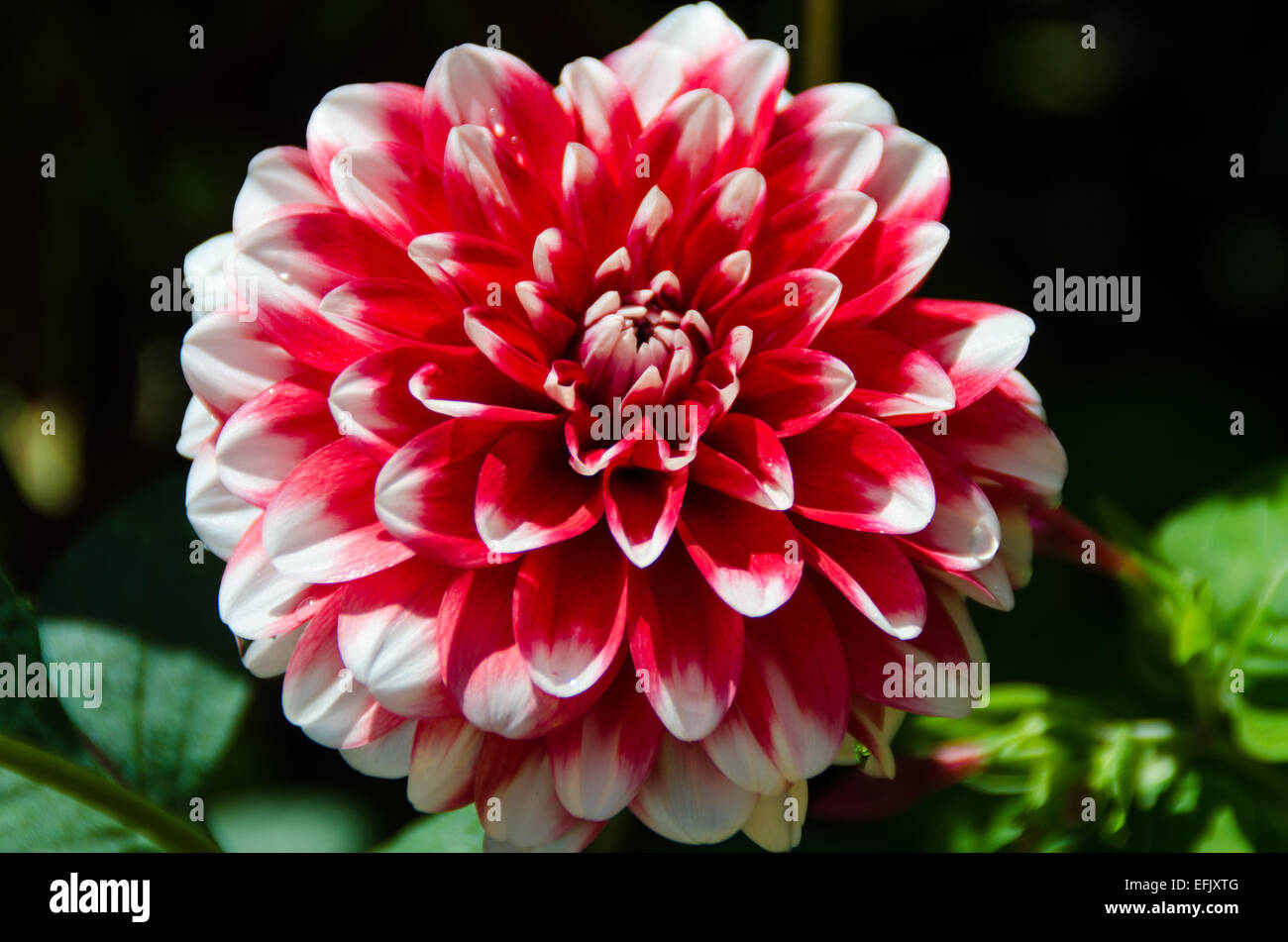Edward flower hi-res stock photography and images - Alamy