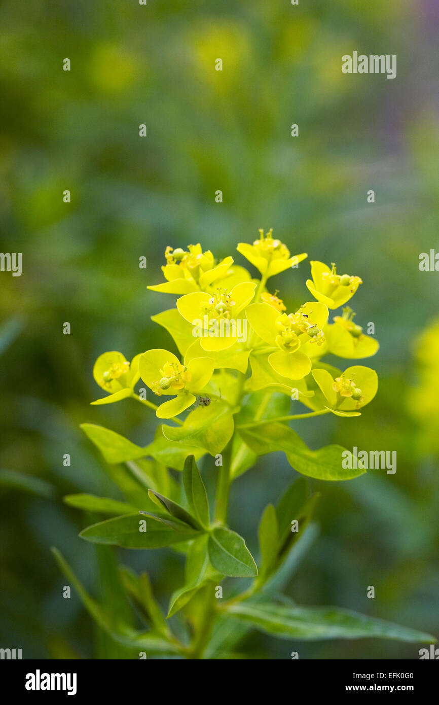 Euphorbia flowers in a flower meadow. Stock Photo