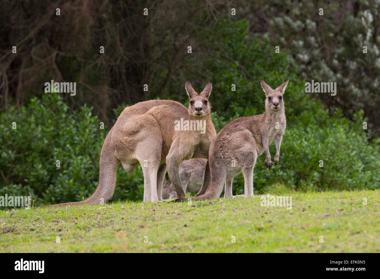 Kangaroo family Stock Photo 78478993 Alamy