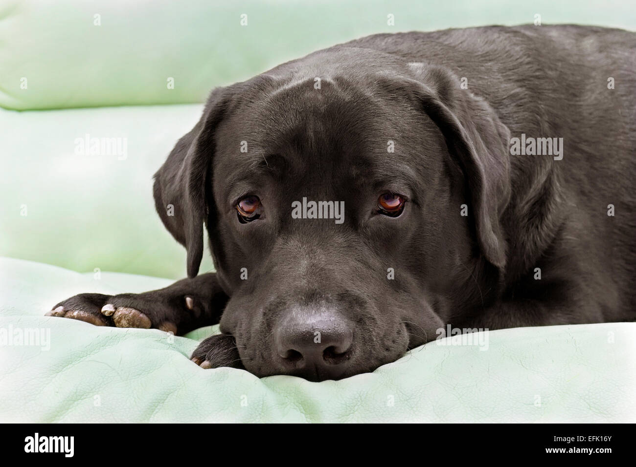 image dog breed black labrador close up Stock Photo