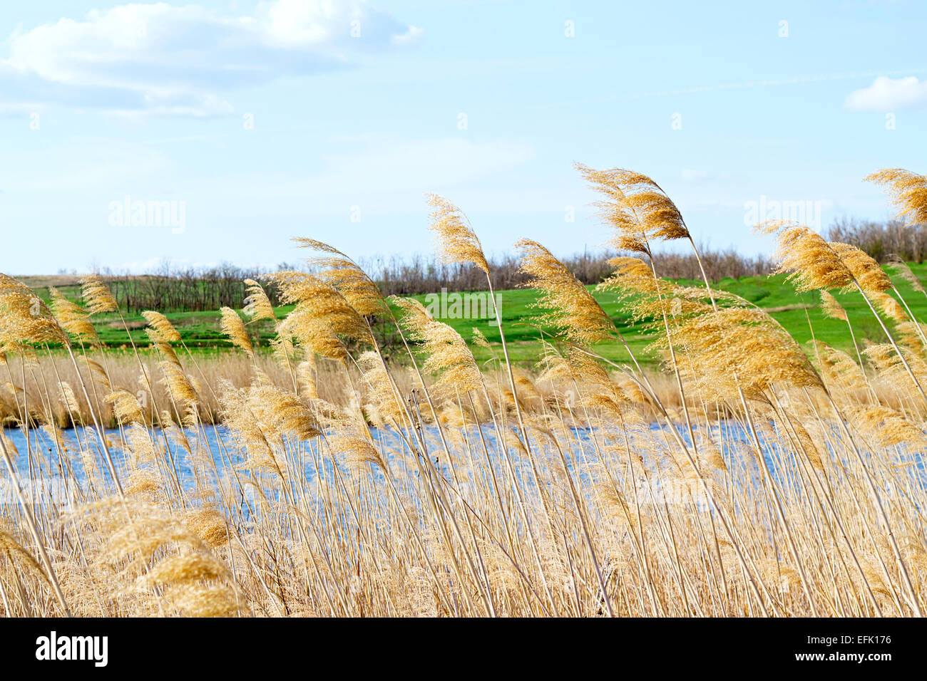 view of the river from the shore in the spring Stock Photo - Alamy