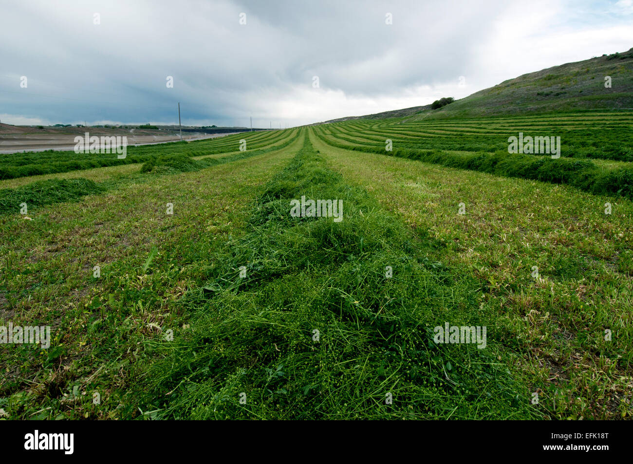 Newly-mowed alfalfa hay in the Pahsimeroi Valley Idaho Stock Photo