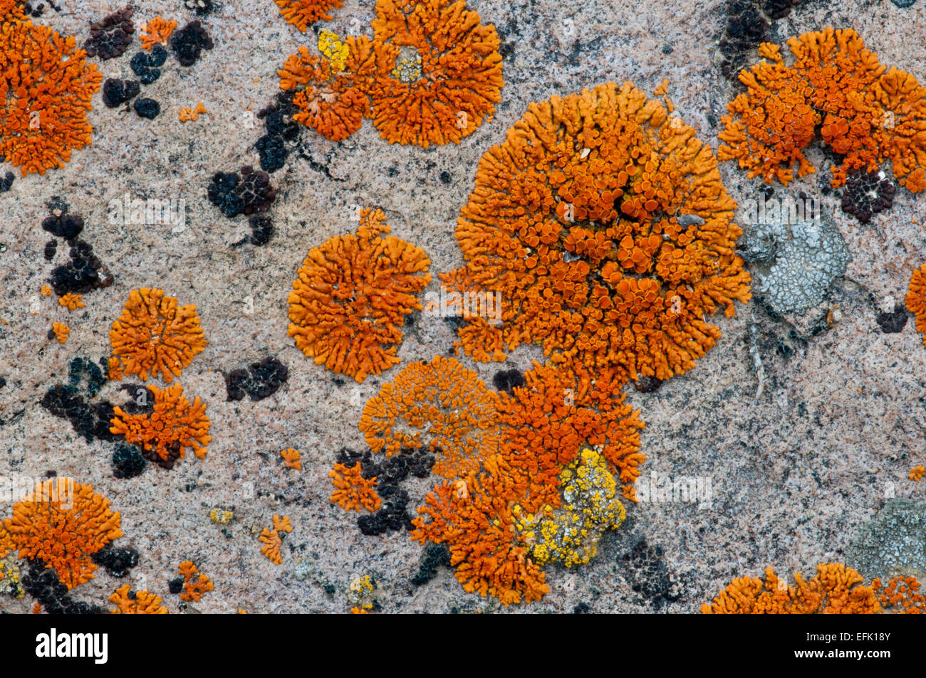 Firedot lichen (Caloplaca sp.) on a granite boulder in the Boulder Mountains, Idaho Stock Photo