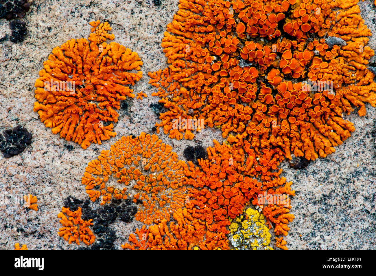 Firedot lichen (Caloplaca sp.) on a granite boulder in the Boulder Mountains, Idaho Stock Photo