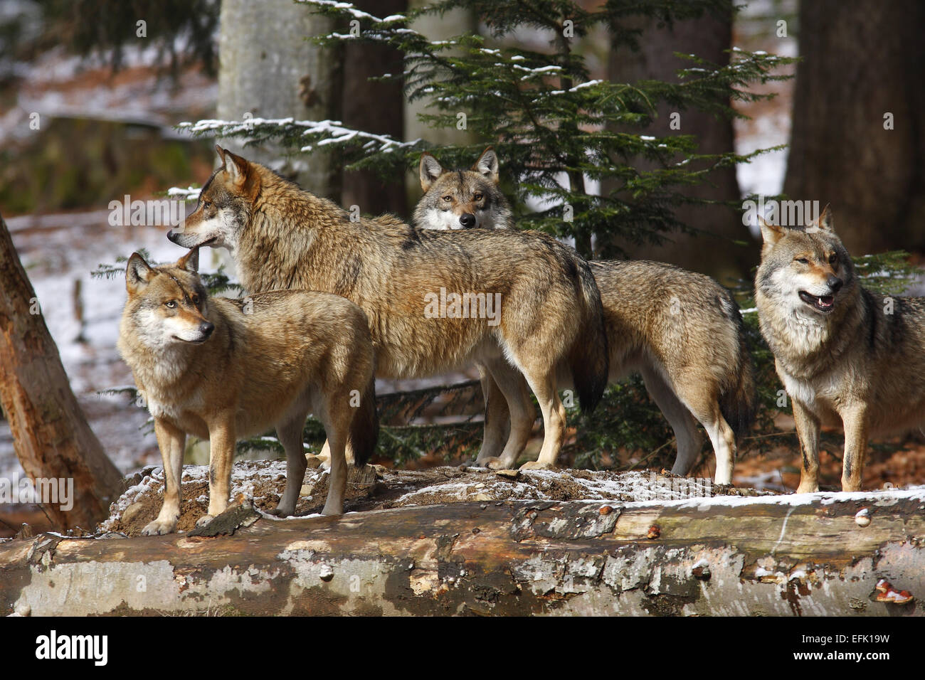 European Wolf, Canis Lupus, Europe Stock Photo