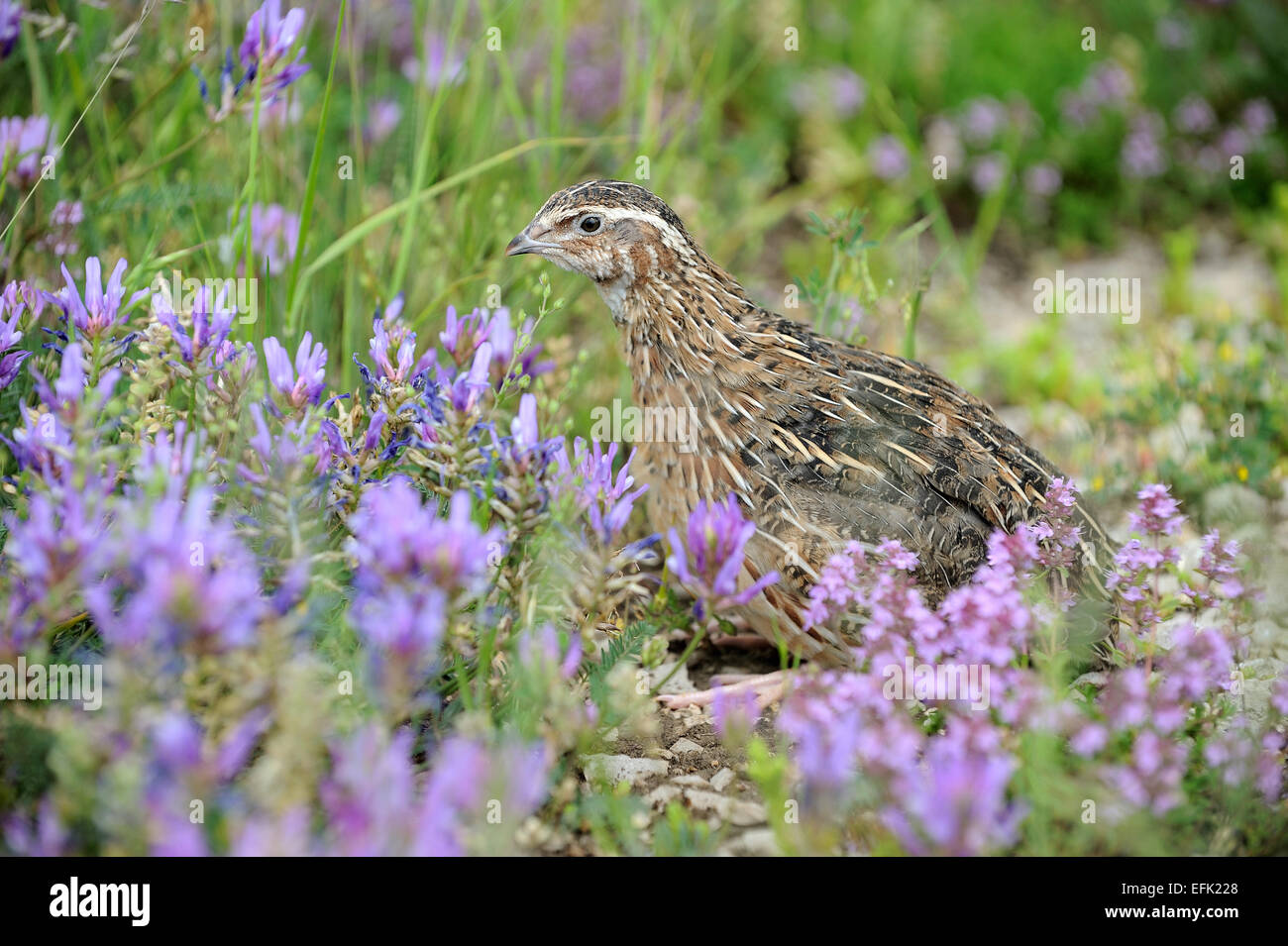 quail bird for hunting Stock Photo Alamy