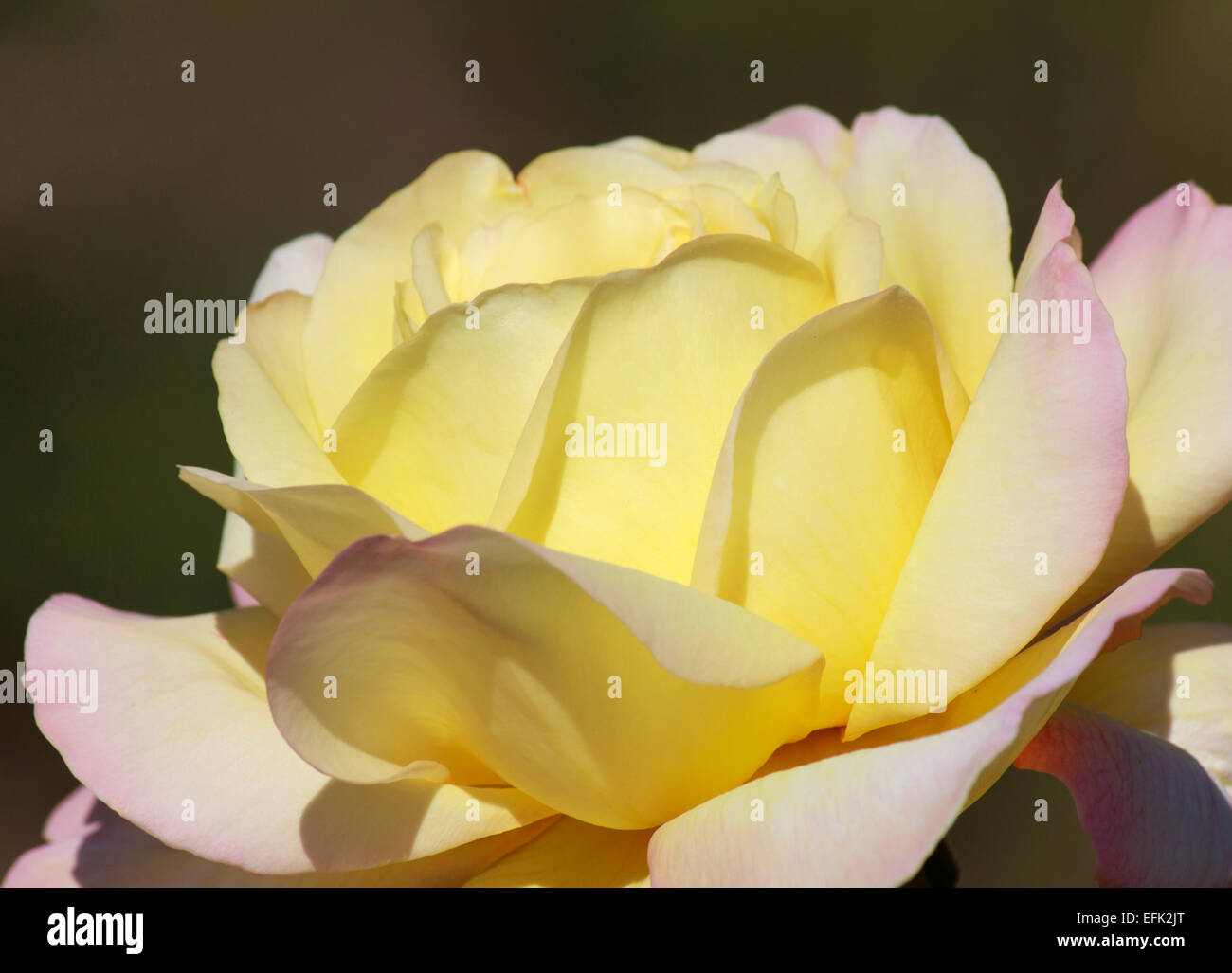 Yellow rose flower hi-res stock photography and images - Alamy