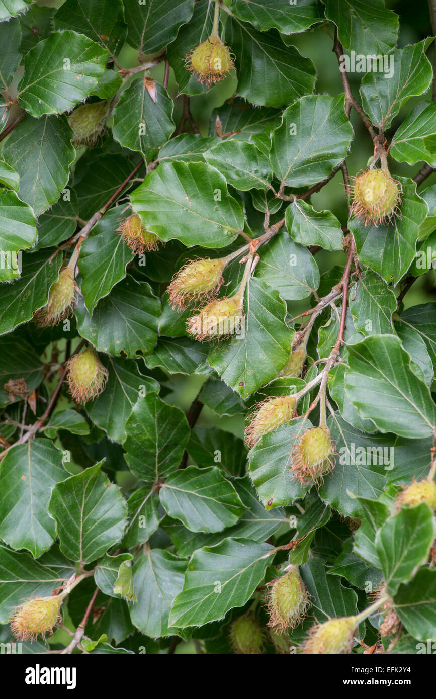 Beech Tree: Fagus sylvatica. Leaves and fruits in spring Stock Photo