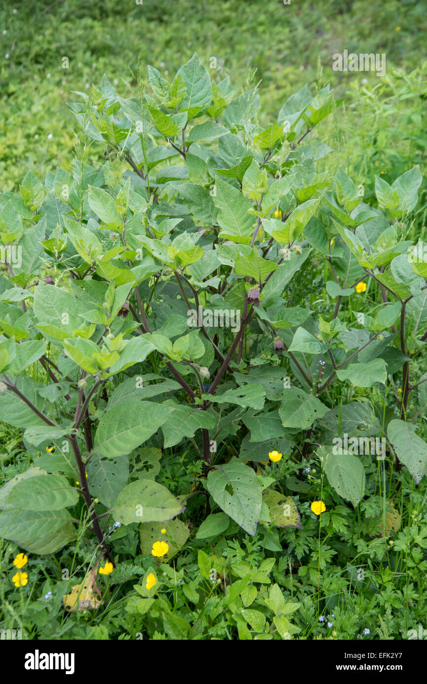 Deadly Nightshade: Atropa bella-donna. In flower. Stock Photo