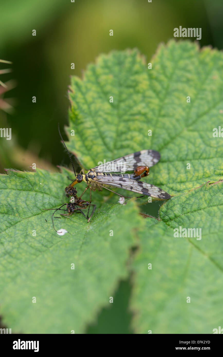 Scorpion Fly: Panorpa sp. Eating prey. Stock Photo