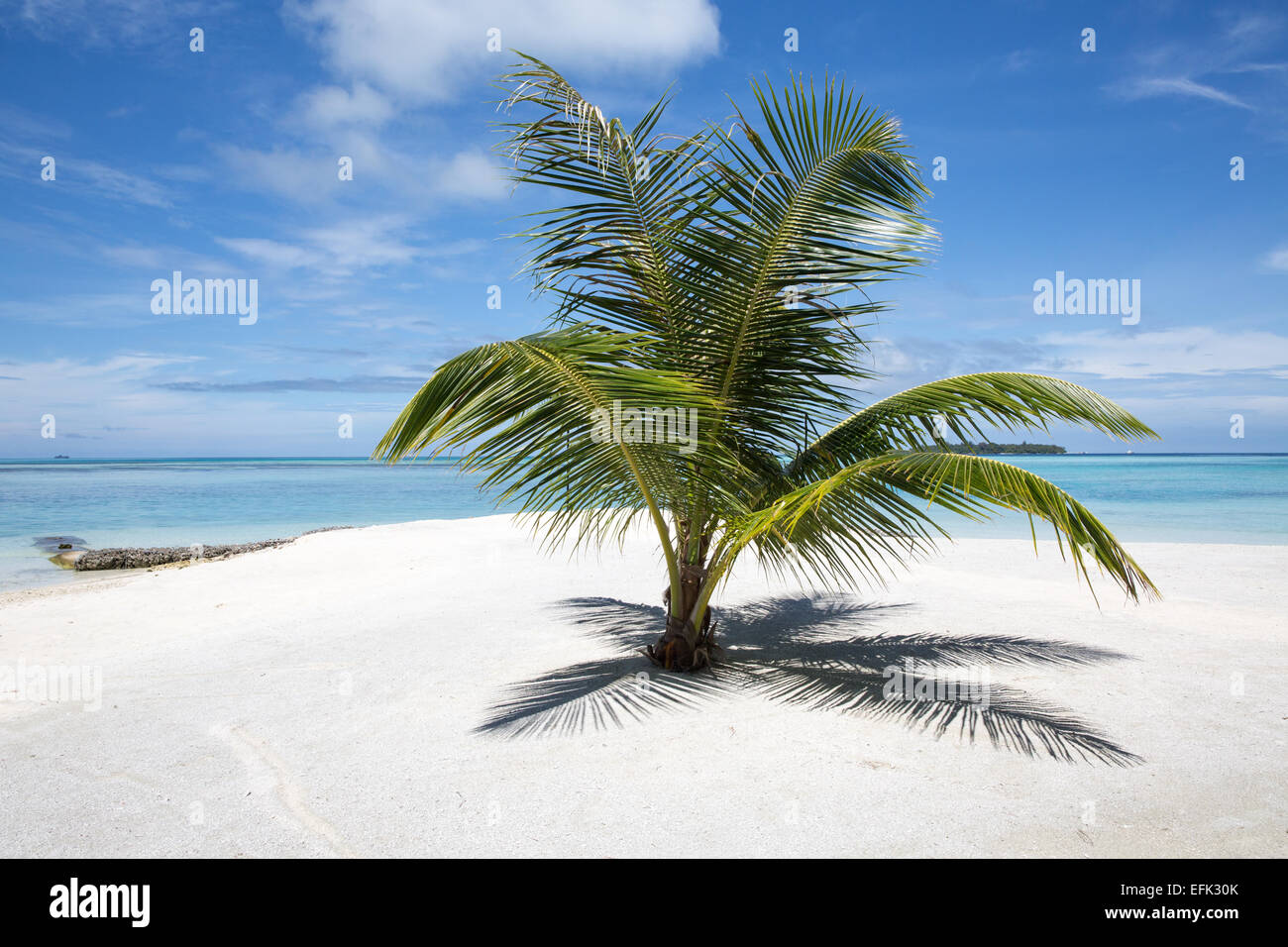 Lone palm on a paradise beach at Kandooma Maldives Stock Photo