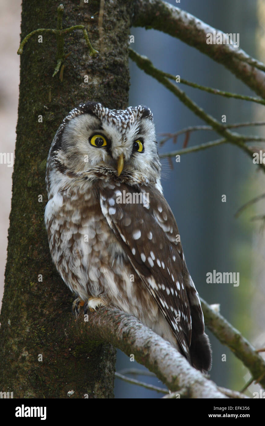 Tengmalm's Owl or Boreal Owl (Aegolius funereus), captive, animal enclosure, Bavarian Forest National Park, Bavaria, Germany Stock Photo
