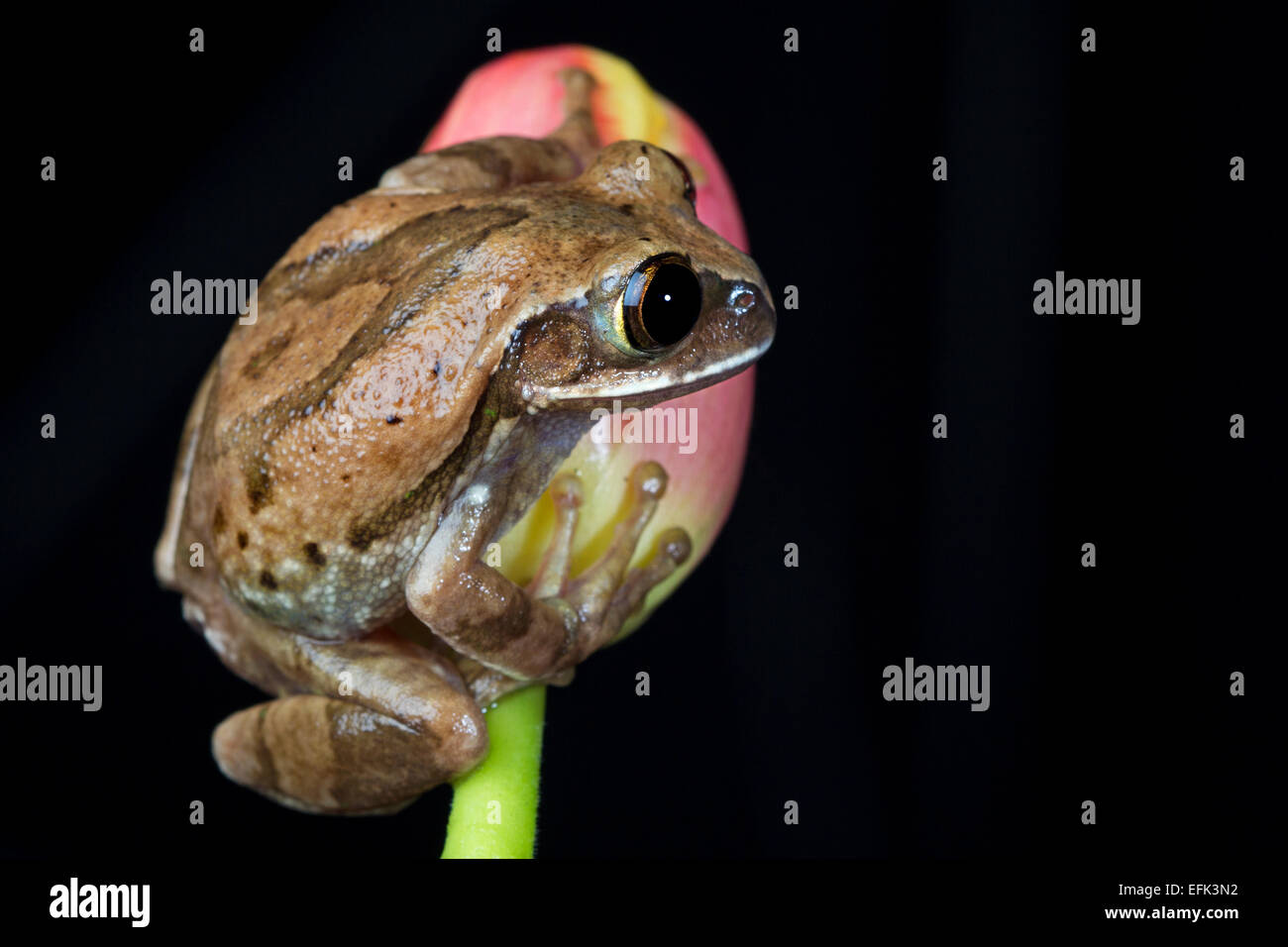 Brown Tree Frog Stock Photo Alamy