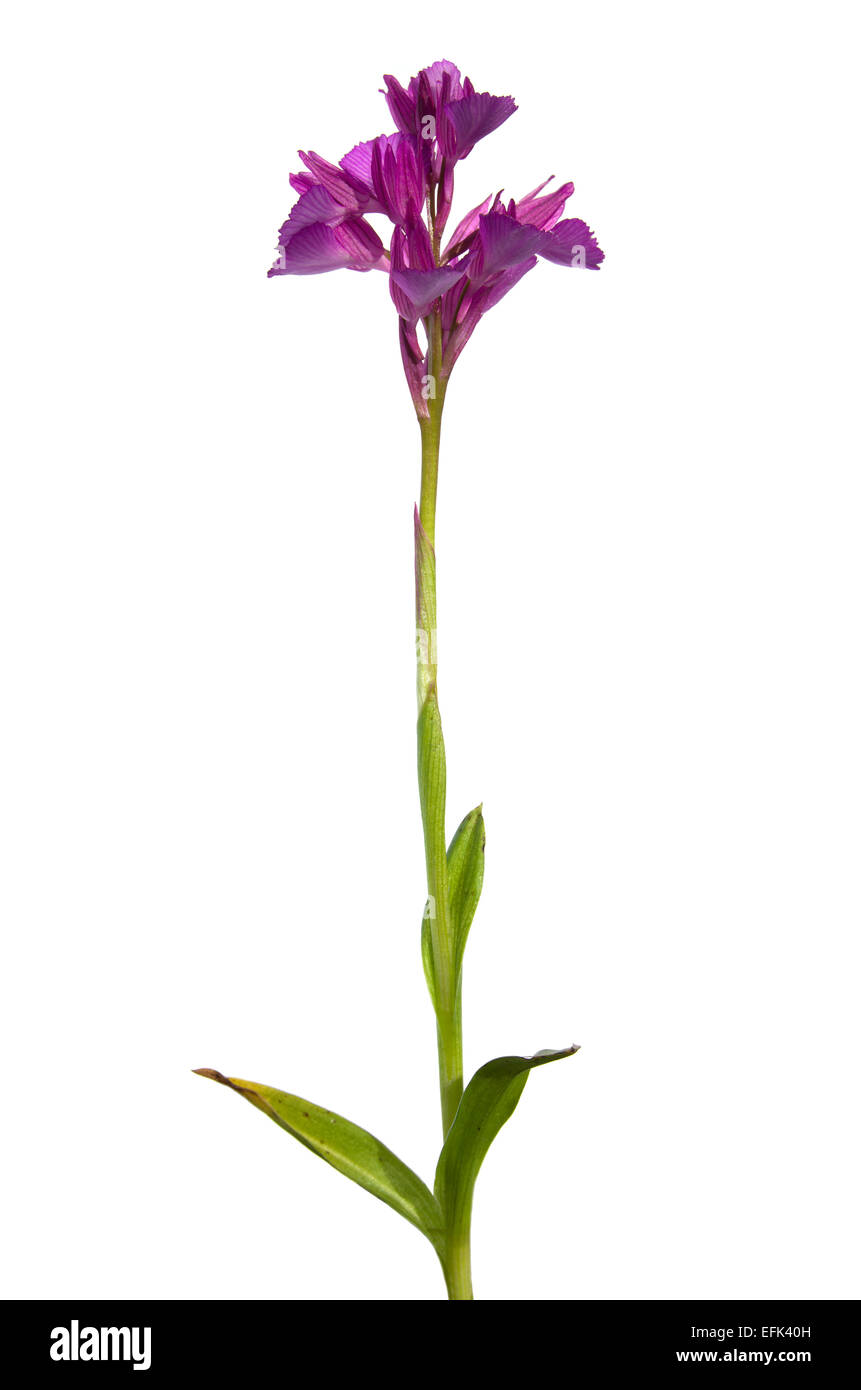 Wild orchid Butterfly orchid (Orchis papilionacea aka Anacamptis