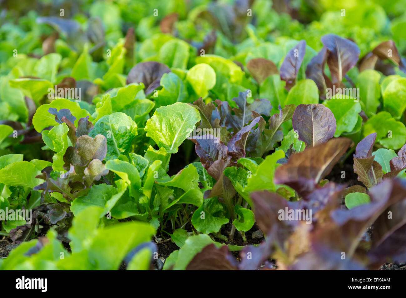 Multi colored leaf lettuce growing in the garden Stock Photo Alamy