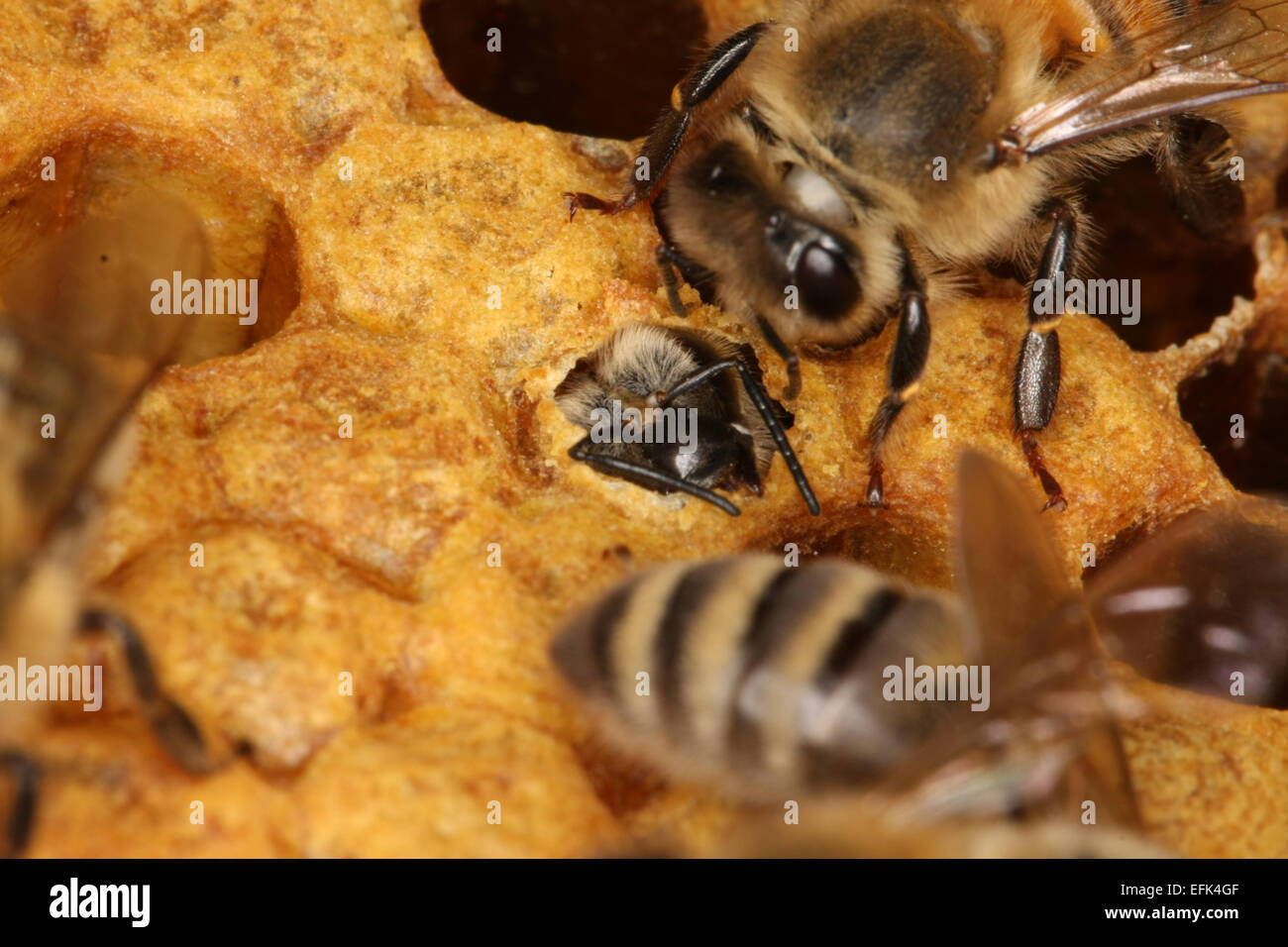 A young honey bee is born. She needs 21 days for their development. Now