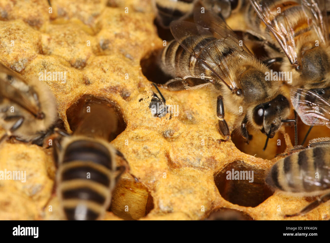 A young honey bee is born. She needs 21 days of their development. Now she wants to leave their