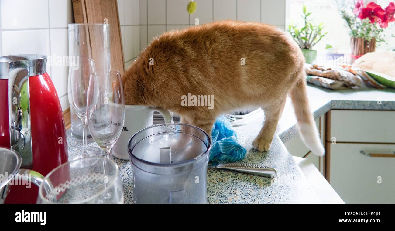 A cat drinking milk from a cup Stock Photo
