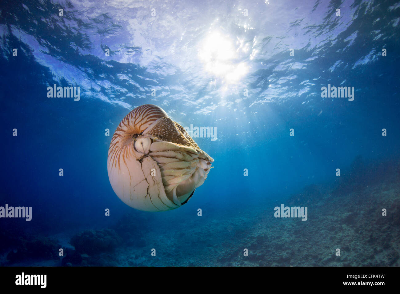 Nautilus (nautilus belauensis), Palau, Micronesia, Pacific Stock Photo