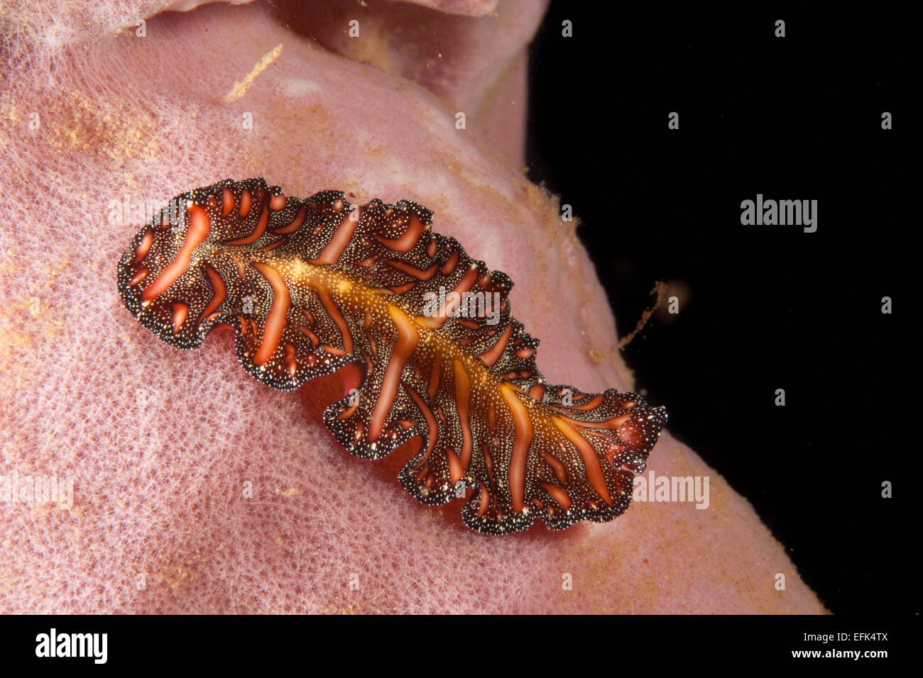 Polyclad Flatworm, Pseudobiceros bedfordi, Indonesia Stock Photo