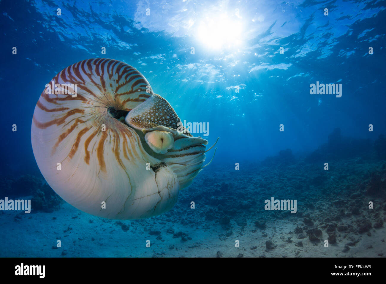 Nautilus (nautilus belauensis), Palau, Micronesia, Pacific Stock Photo