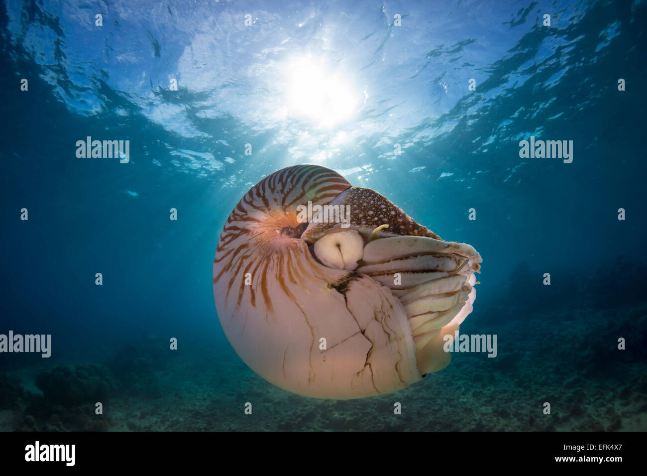 Nautilus (nautilus belauensis), Palau, Micronesia, Pacific Stock Photo