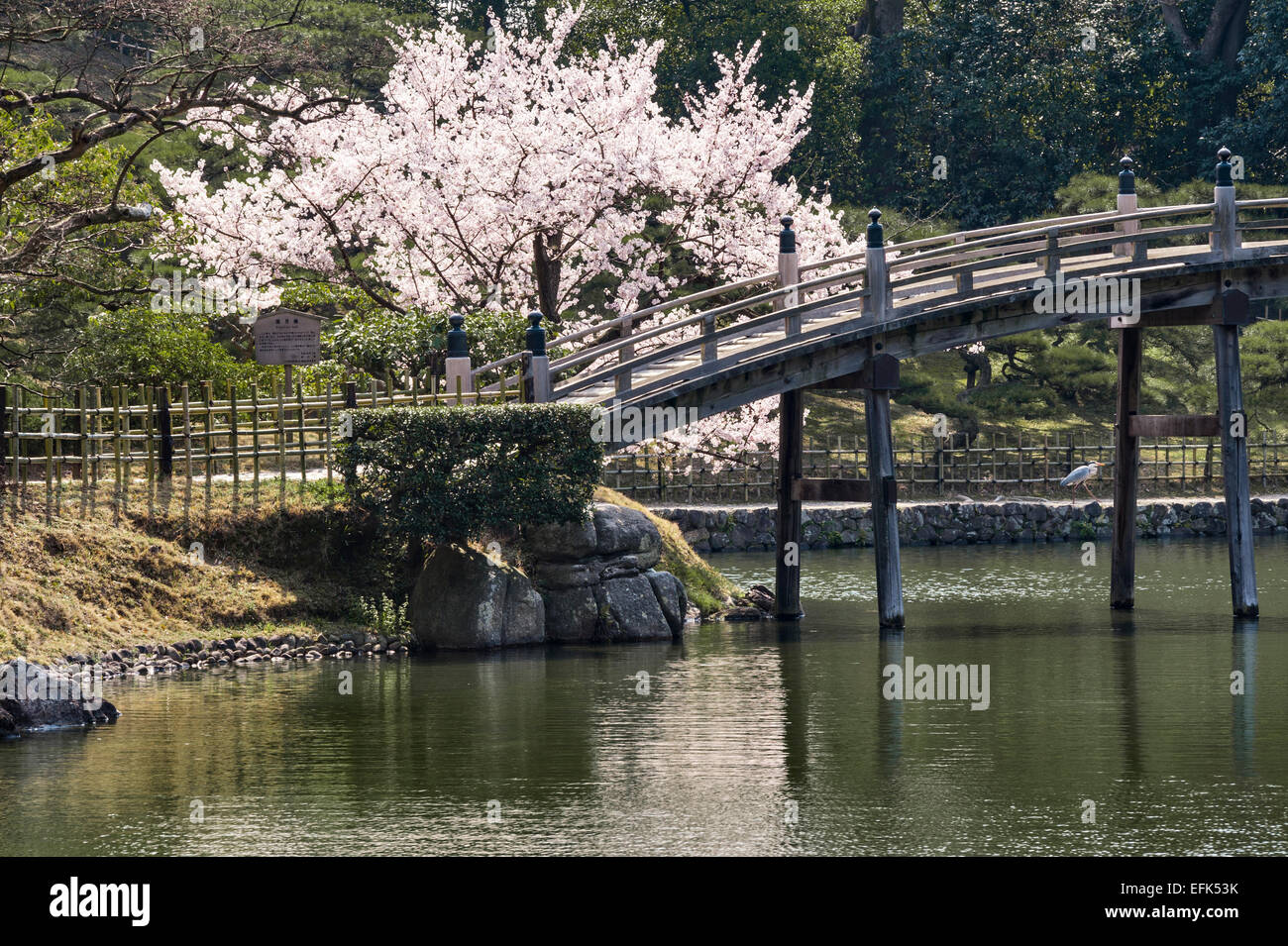 Ritsurin-koen garden, Takamatsu, Japan. The Crescent Moon Bridge (Engetsu-kyo) in early spring, with a cherry tree in flower Stock Photo