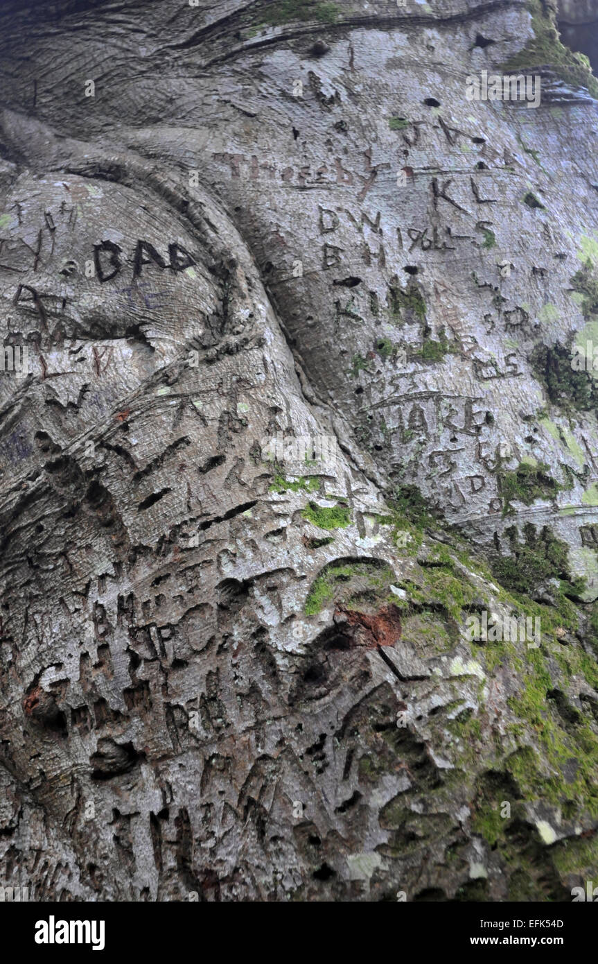 Names carved into a tree Stock Photo Alamy