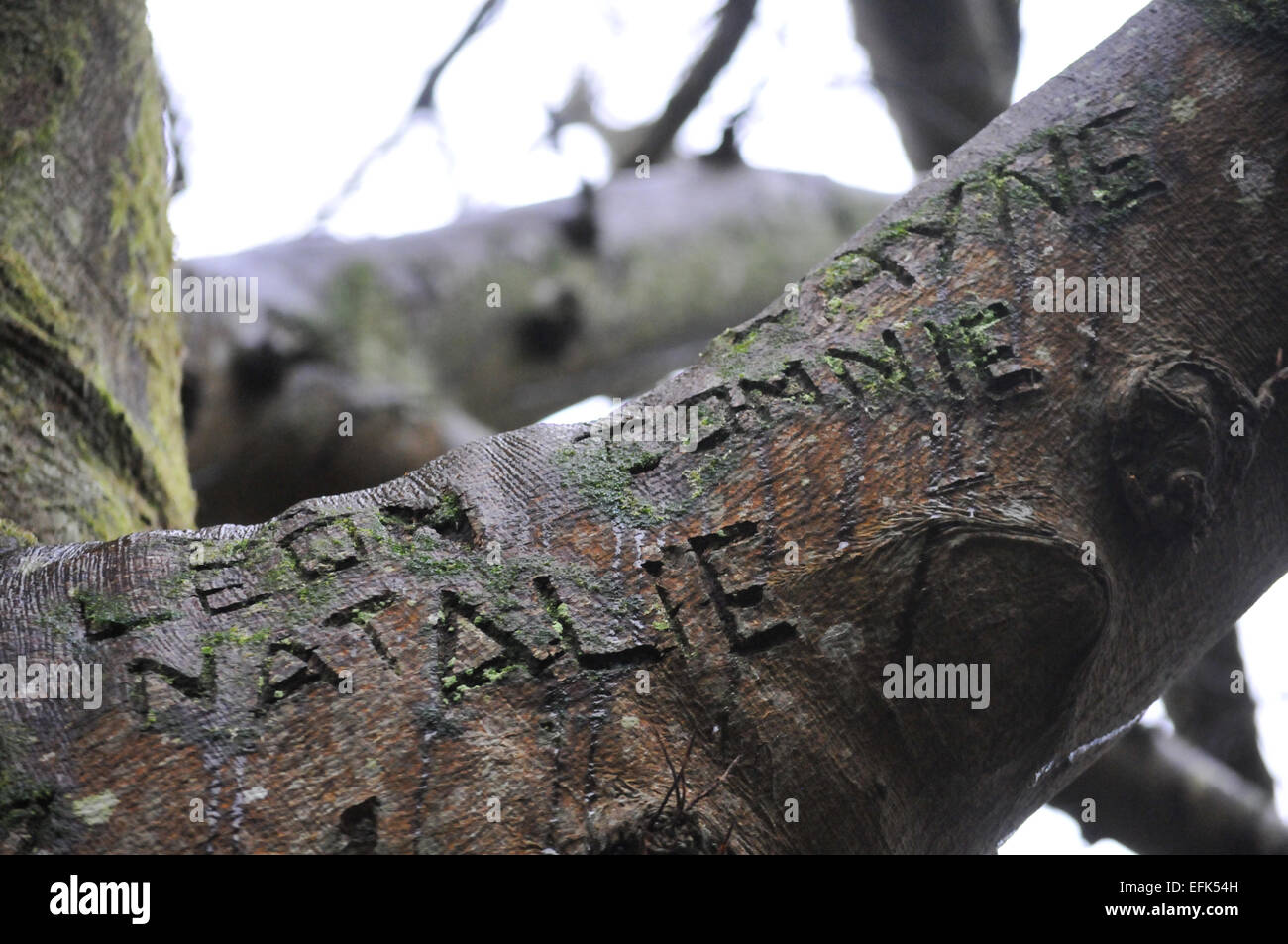 Wood carved tree hires stock photography and images Alamy