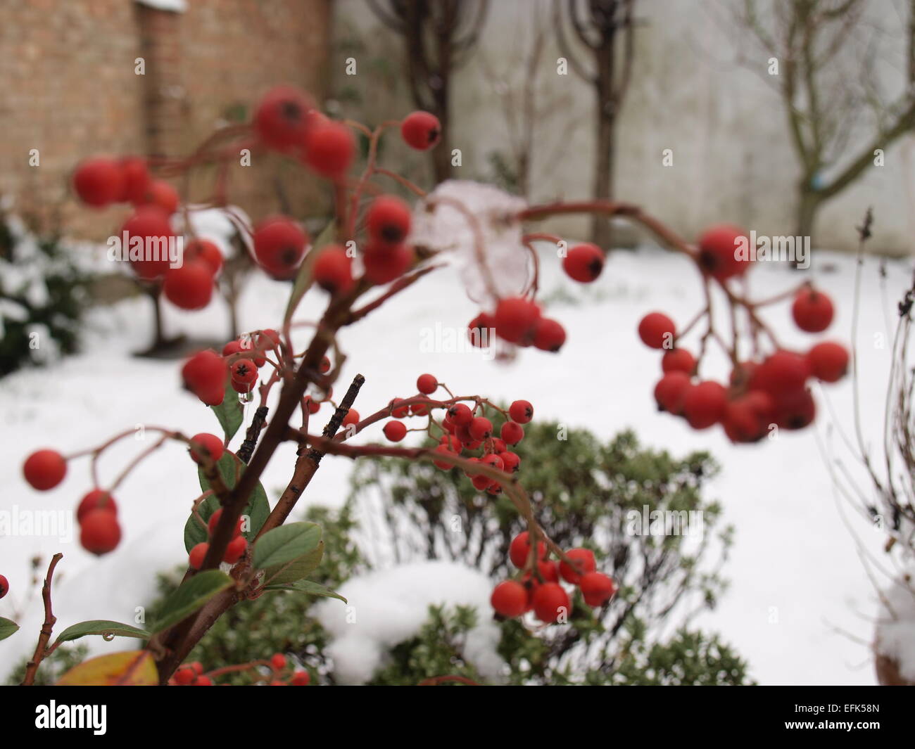 Red Berries with a Snow Background Stock Photo - Alamy