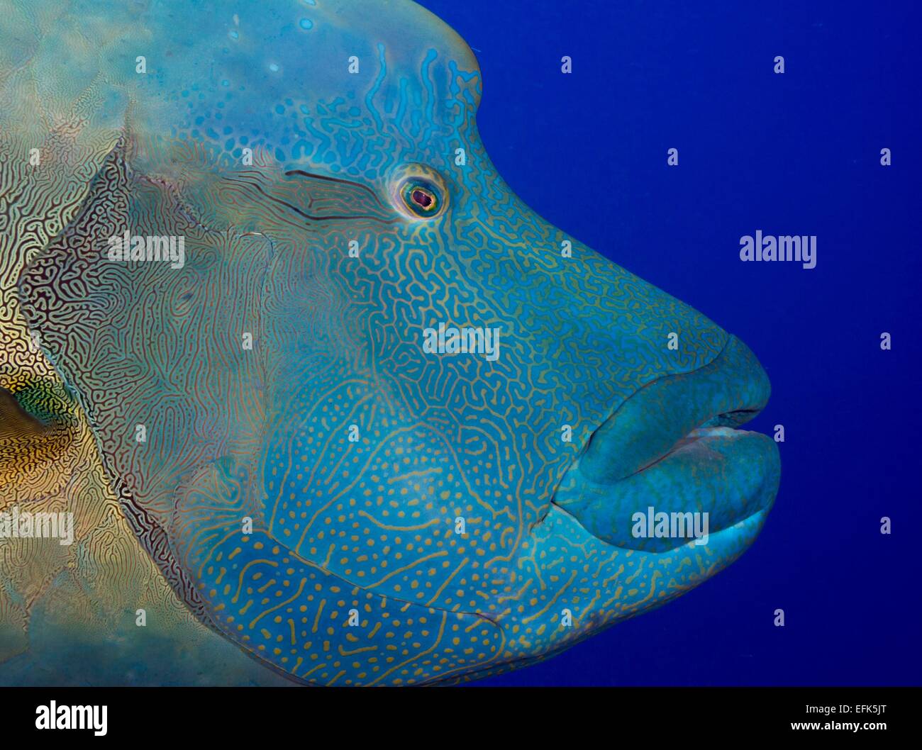 Giant Wrasse (Cheilinus undulatus), Palau, Oceania Stock Photo