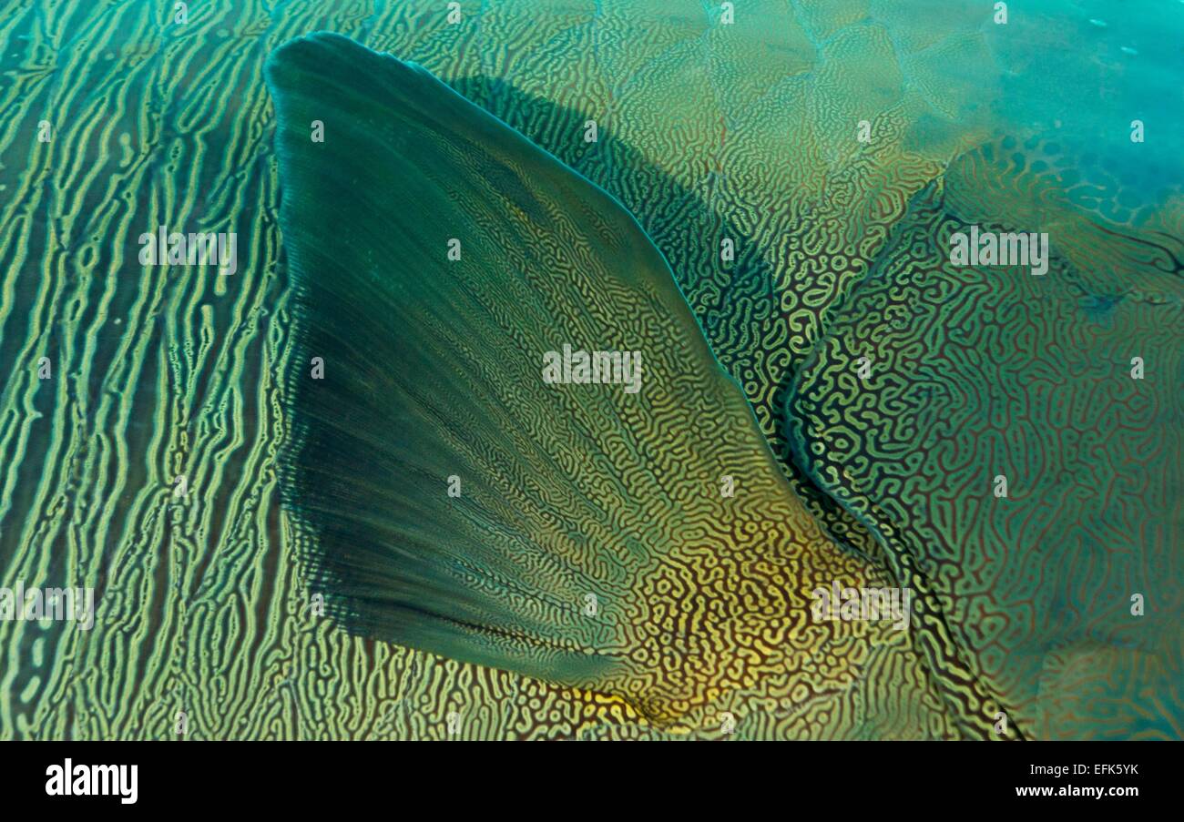 Fin of a Giant Wrasse (Cheilinus undulatus), Palau, Oceania Stock Photo