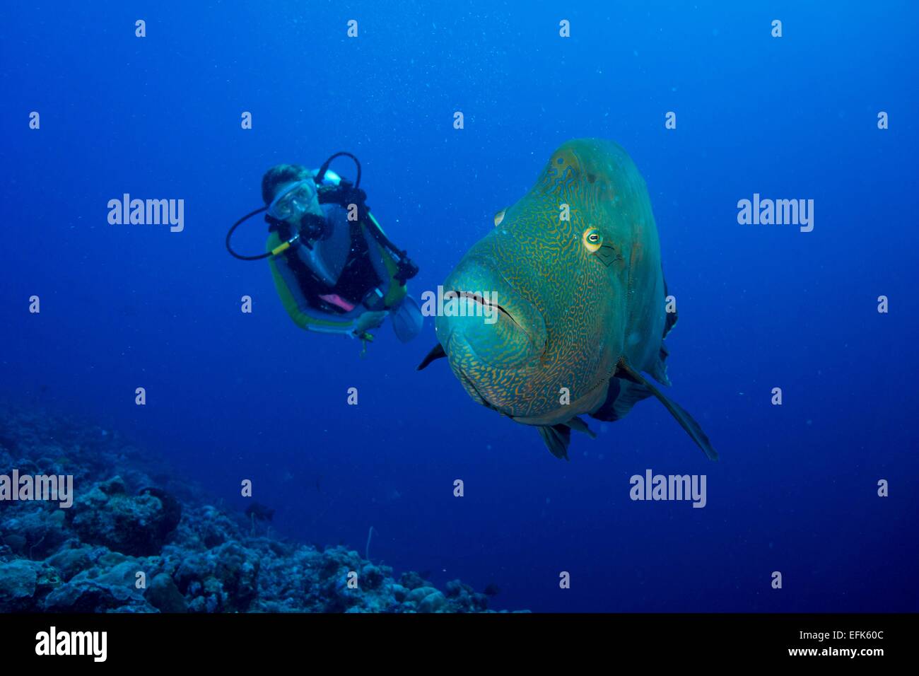 diver and a Giant Wrasse (Cheilinus undulatus), Palau, Oceania Stock Photo