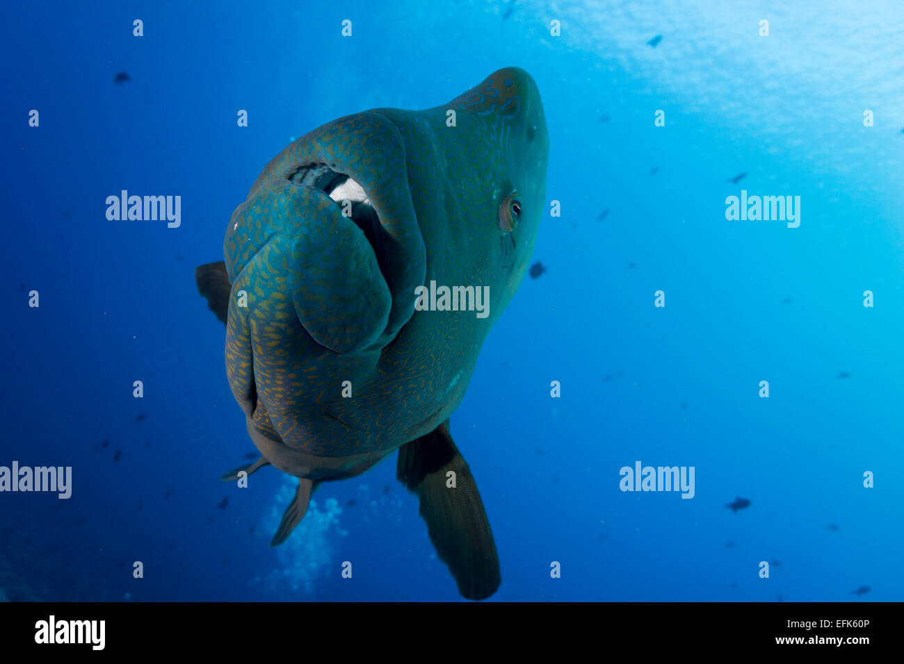 Giant Wrasse (Cheilinus undulatus), Palau, Oceania Stock Photo