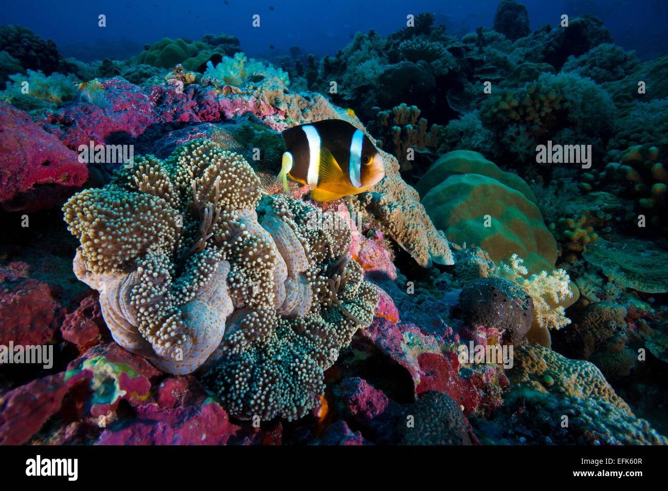 Clark's Anemonefish or Yellowtail Clownfish (Amphiprion clarkii), Palau, Oceania - 2014 Stock Photo