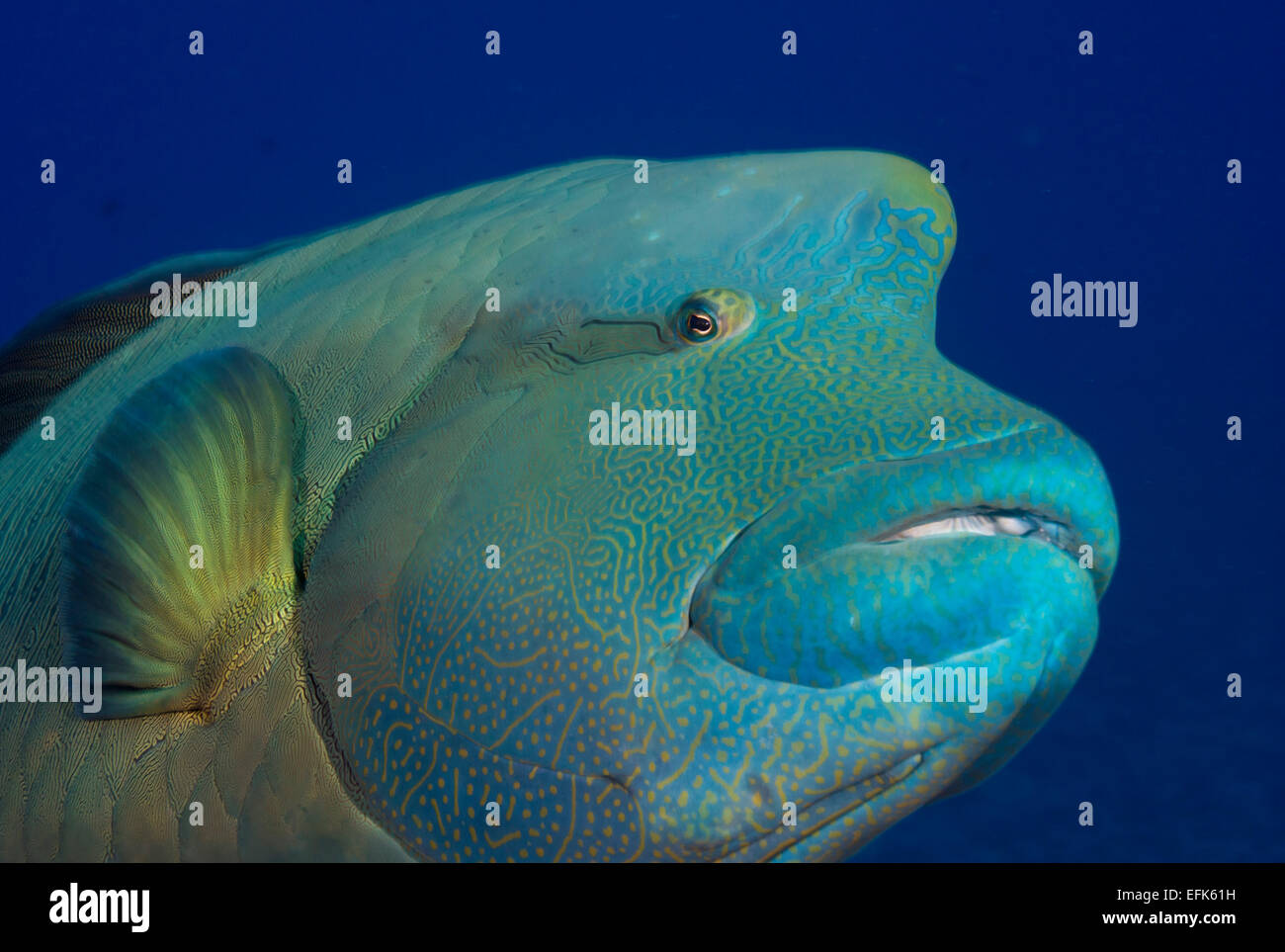 Giant Wrasse (Cheilinus undulatus), Palau, Oceania Stock Photo