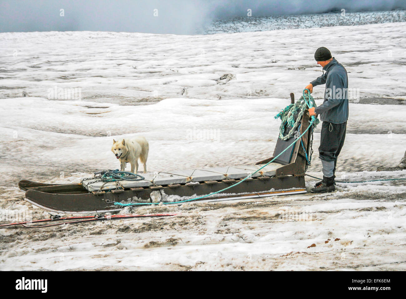 Iceland dog sled hires stock photography and images Alamy