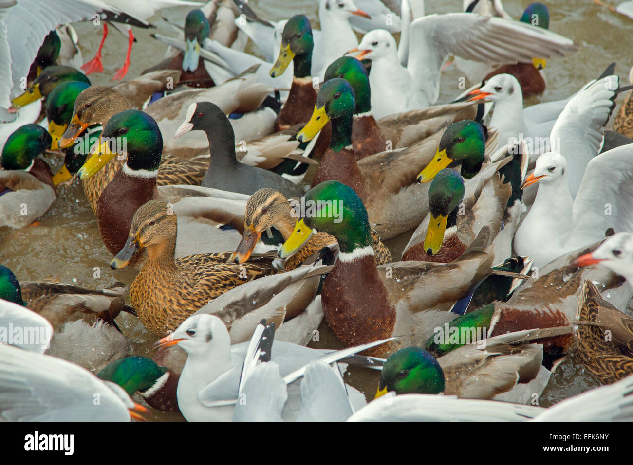 Mallards and Black-headed Gulls feeding in village duck pond Stock Photo