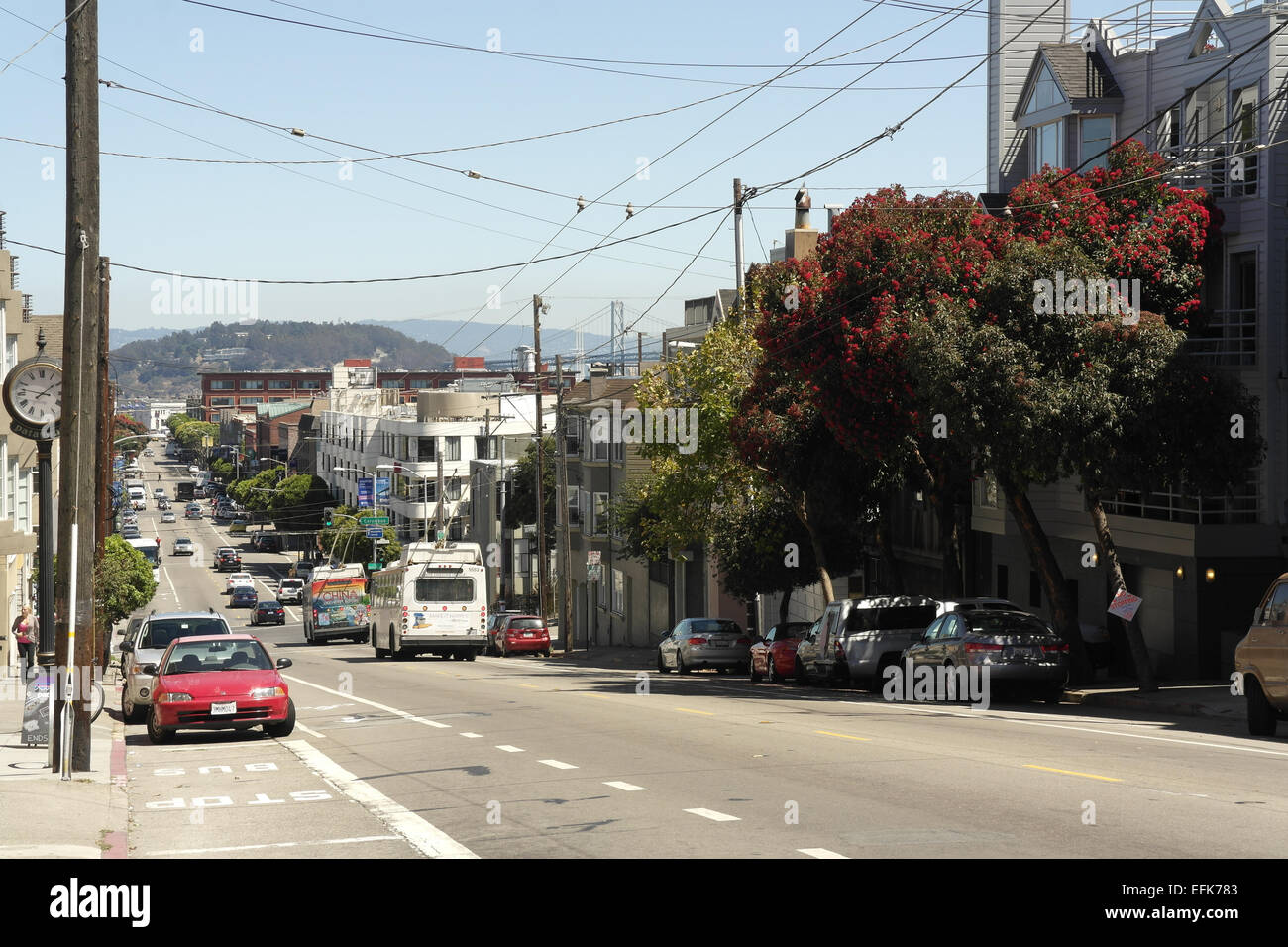 Blue sky view, looking east from Hyde Street, two trolley buses, parked cars, Red Flowering Gum Tree, North Point, San Francisco Stock Photo