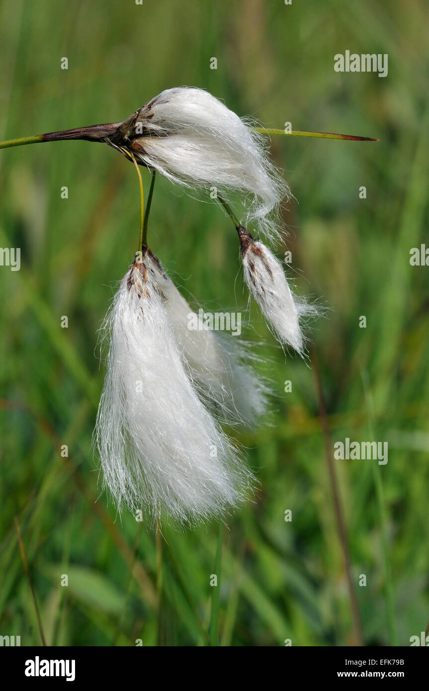 Common CottonGrass Eriophorum angustifolium Plant of Boggy grassland Stock Photo Alamy