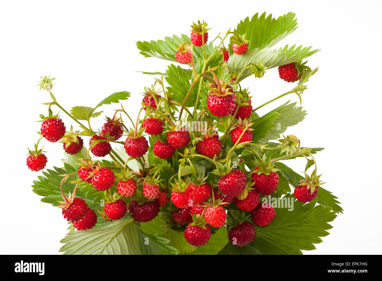Wild strawberry isolated on white background. Stock Photo