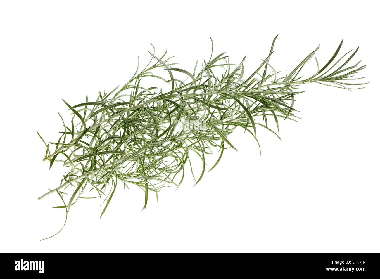 Immortelle (Helychrysum) branch isolated on white background Stock Photo
