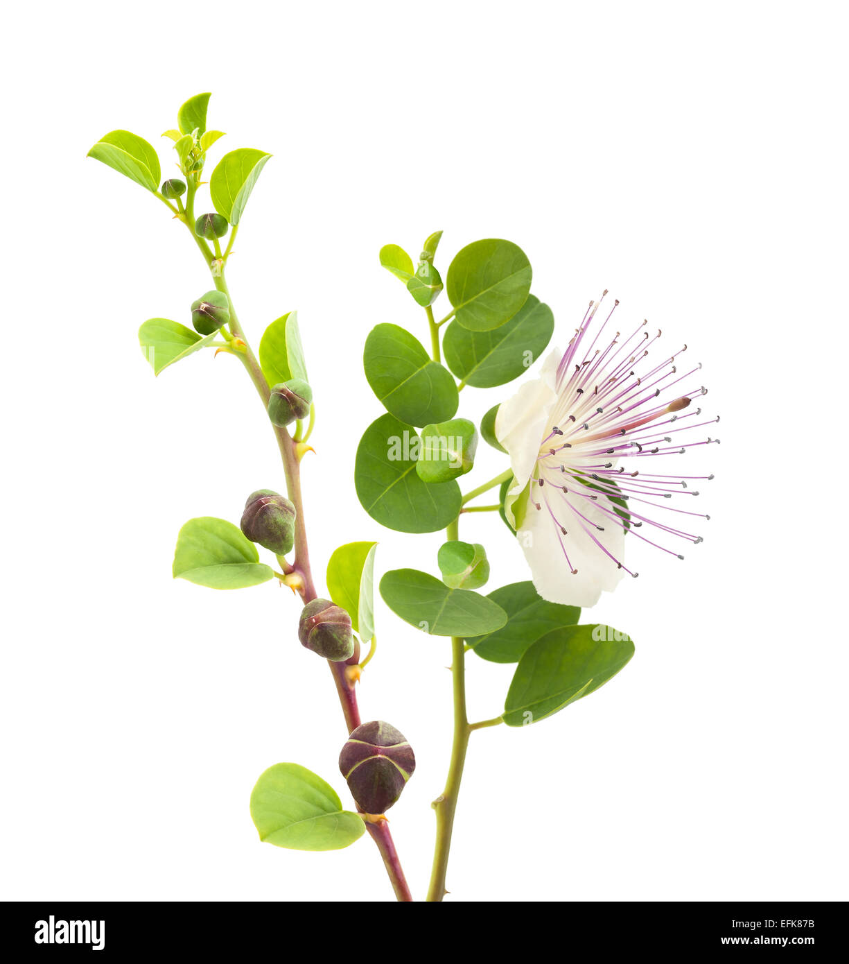 Capers branches with flower and fruits  isolated on white Stock Photo