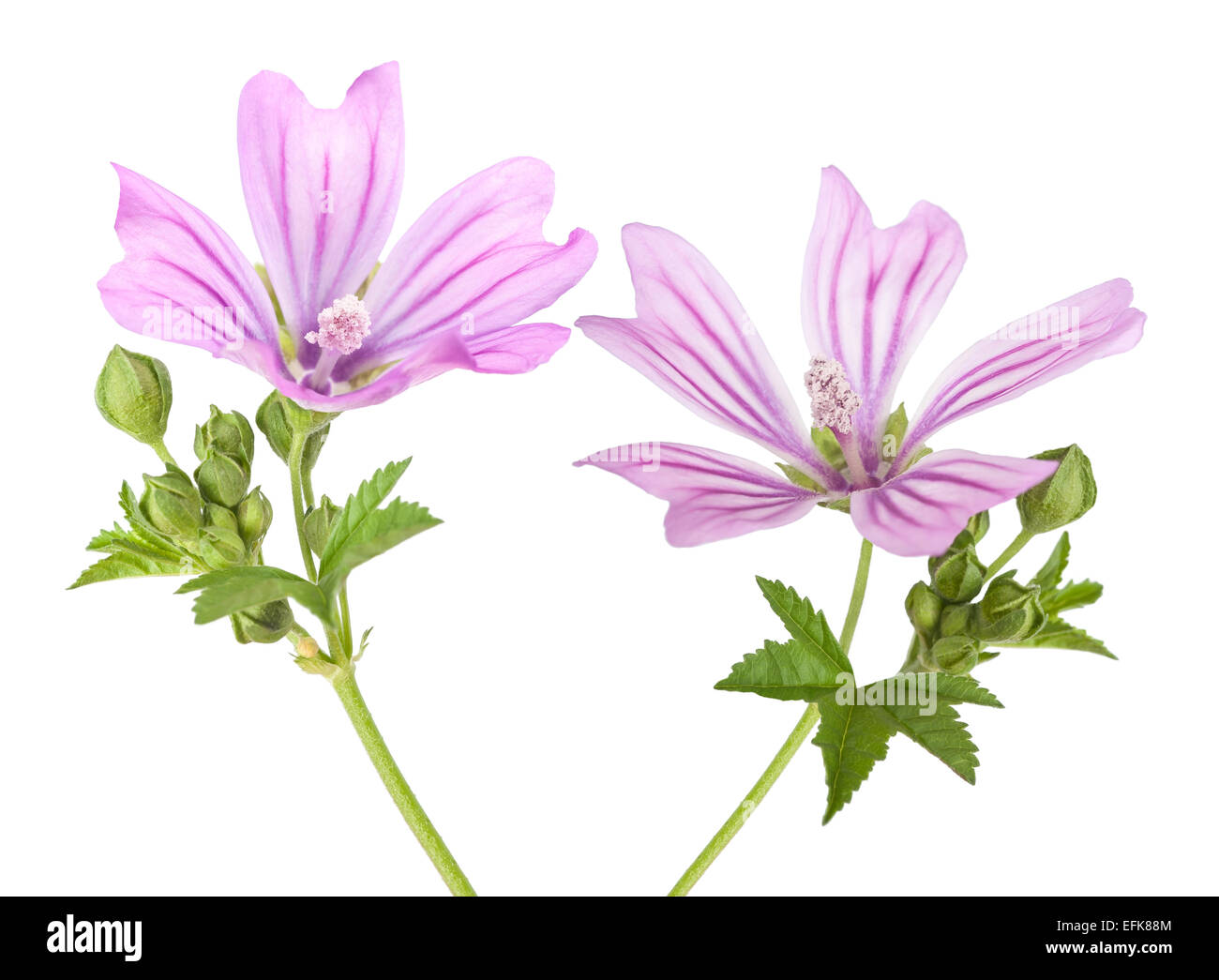 mallow flowers and leaves isolated on white background Stock Photo - Alamy
